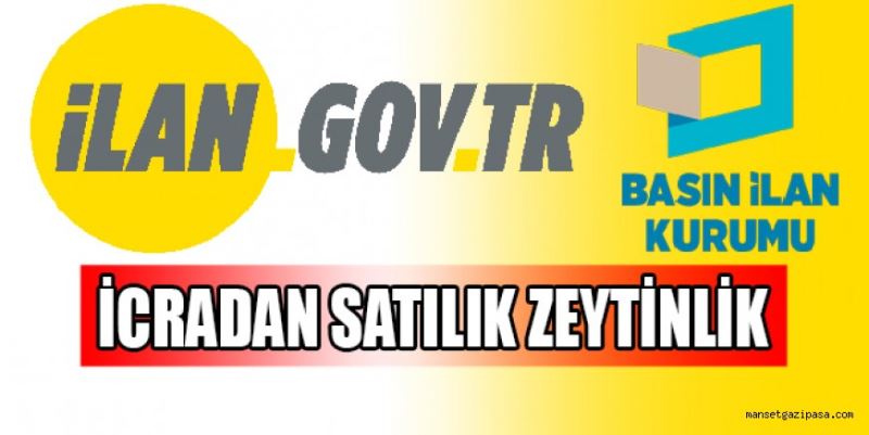 İCRADAN SATILIK ZEYTİNLİK