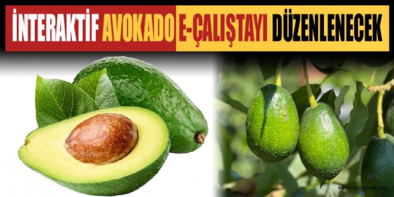 İNTERAKTİF AVOKADO E-ÇALIŞTAYI DÜZENLENECEK