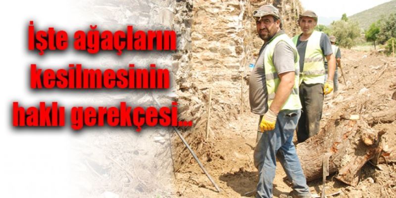 İŞTE AĞAÇLARIN KESİLME GEREKÇESİ