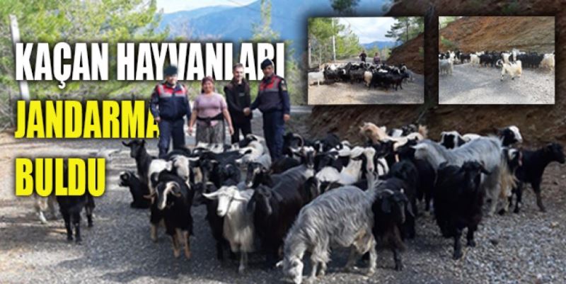 KAÇAN HAYVANLARI JANDARMA BULDU