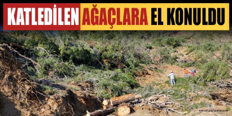 KATLEDİLEN AĞAÇLARA EL KONULDU