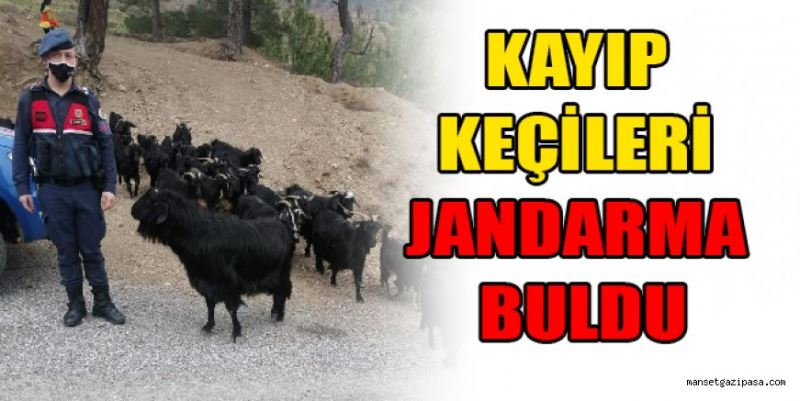 KAYIP KEÇİLERİ JANDARMA BULDU