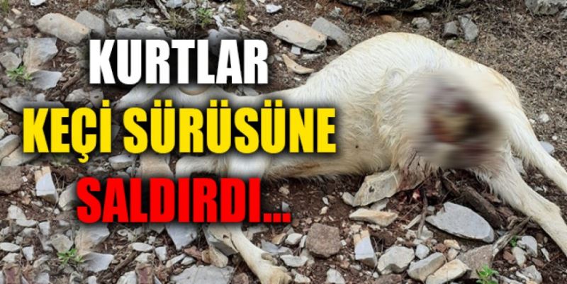 KEÇİLER KURTLARA YEM OLDU