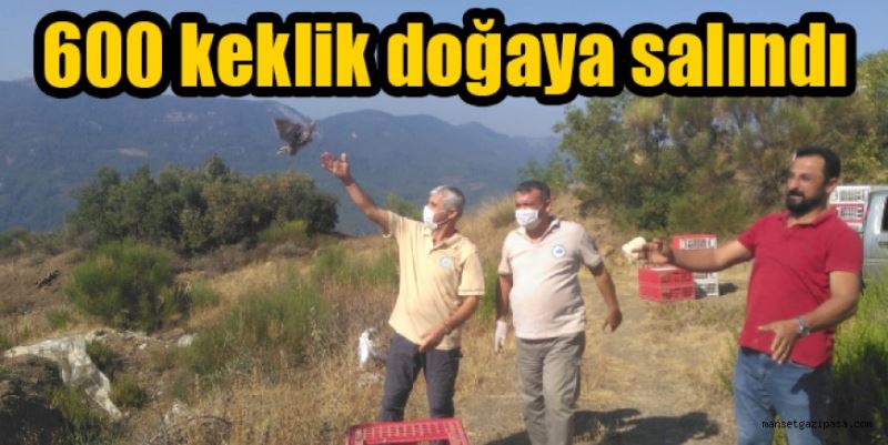 Keklikler doğaya salındı