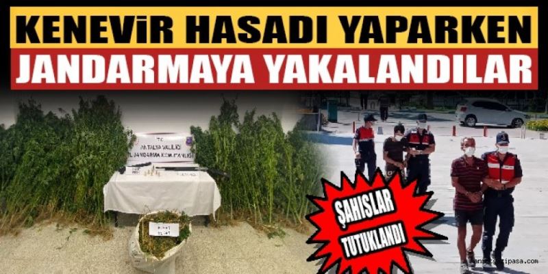 KENEVİR HASADINA JANDARMA BASKINI