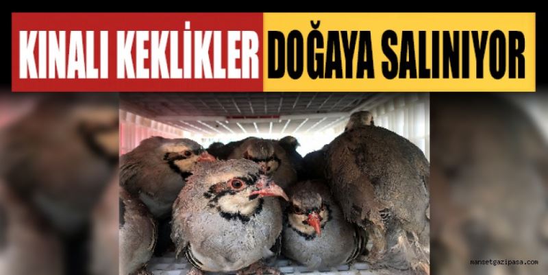 KINALI KEKLİK DOĞAYA SALINIYOR