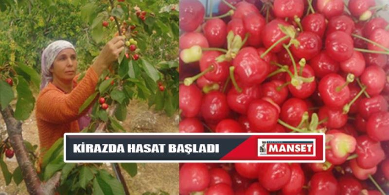 KİRAZDA İLK HASAT