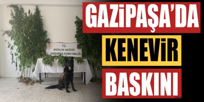 KIZILGÜNEY’DE KENEVİR OPERASYONU