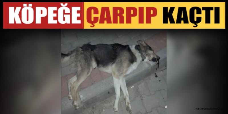 KÖPEĞE ÇARPIP KAÇTI