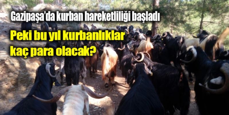 KURBAN HAREKETLİLİĞİ BAŞLADI