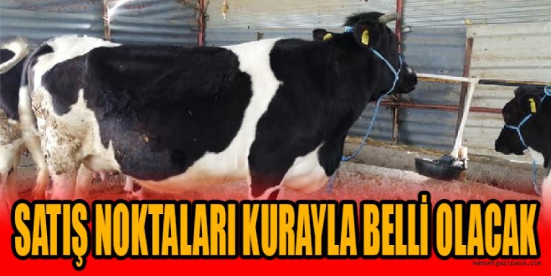 KURBAN SATIŞ YERLERİ KURAYLA BELİRLENECEK