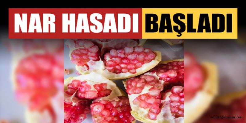 NAR HASADI BAŞLADI