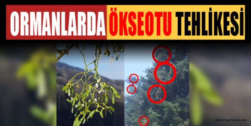 ORMANDA ÖKSEOTU TEHLİKESİ