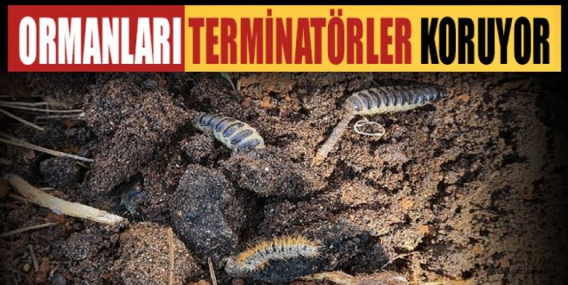 ORMANLARI TERMİNATÖR BÖCEKLER KORUYOR