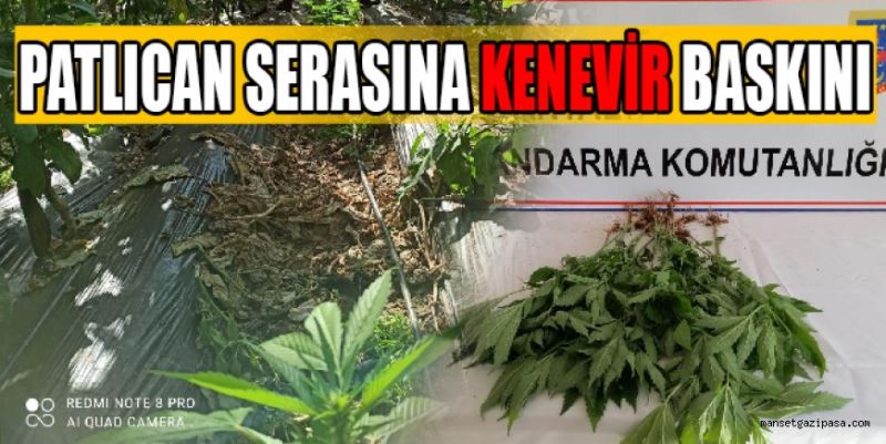 PATLICAN SERASINA KENEVİR BASKINI