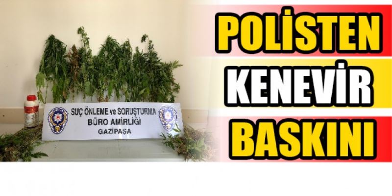 POLİSTEN KENEVİR BASKINI