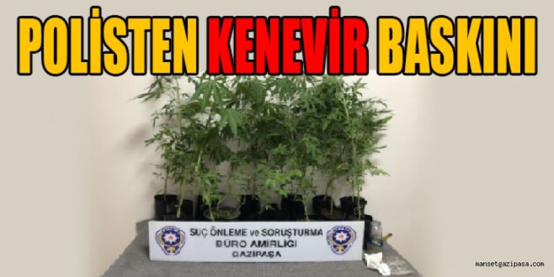 POLİSTEN KENEVİR BASKINI