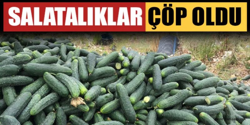 SALATALIKLAR ÇÖP OLDU