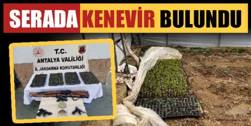 SERA İÇERİSİNDE 243 KÖK KENEVİR BULUNDU