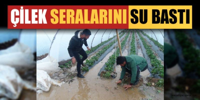 SERİK’TE ETKİLİ OLAN YAĞMUR ÇİLEK SERALARINA ZARAR VERDİ