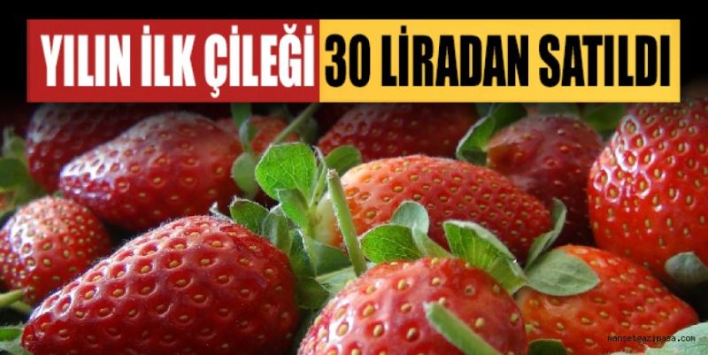 SEZONUN İLK ÇİLEĞİ 30 LİRADAN SATILDI