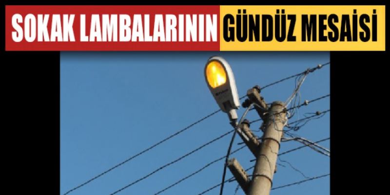 SOKAK LAMBALARININ GÜNDÜZ MESAİSİ