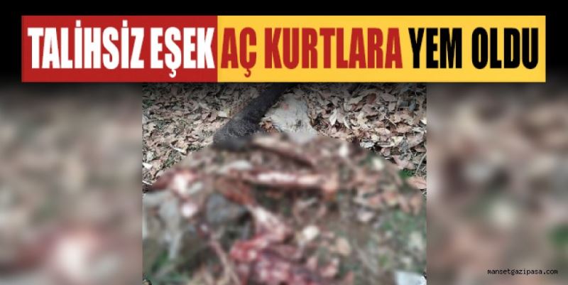 TALİHSİZ EŞEK AÇ KURTLARA YEM OLDU