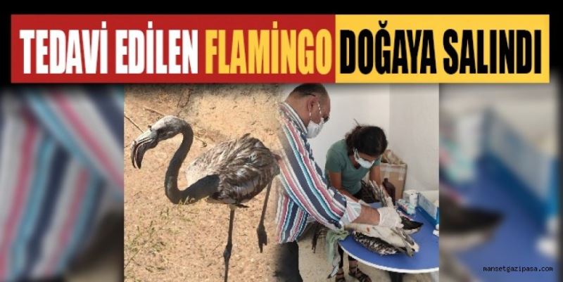 TEDAVİ EDİLEN FLAMİNGO DOĞAYA SALINDI