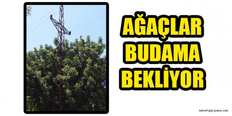 TELLERE DEĞEN AĞAÇ BUDAMA BEKLİYOR