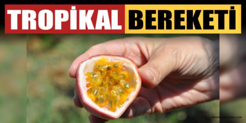 TROPİKAL BEREKETİ