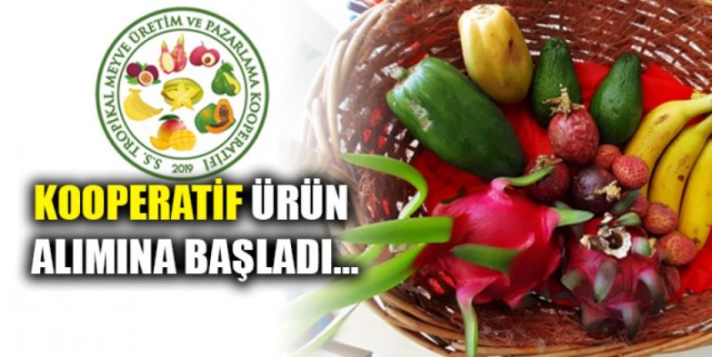 TROPİKAL KOOPERATİF ÜRÜN ALIMINA BAŞLADI
