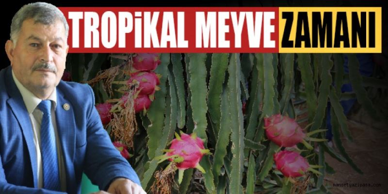 TROPİKAL MEYVE ZAMANI
