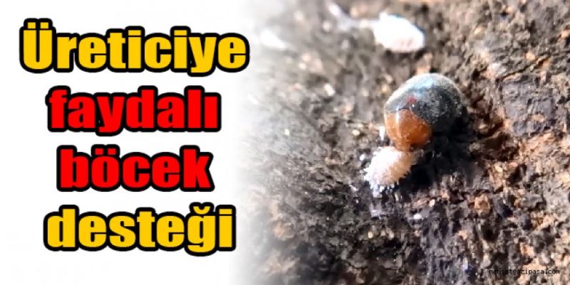 Üreticiye faydalı böcek desteği