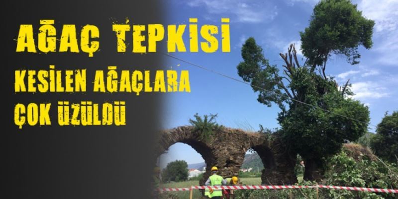 VATANDAŞIN AĞAÇ TEPKİSİ