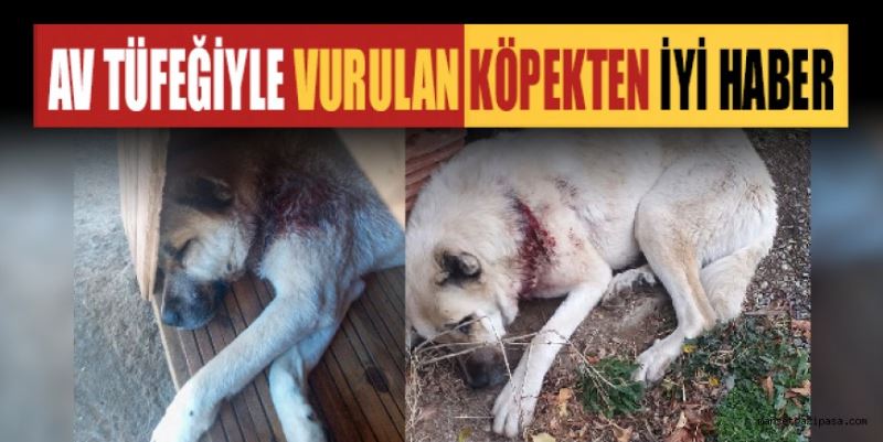 VURULAN KÖPEKTEN İYİ HABER