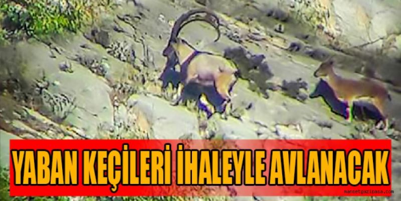 YABAN KEÇİLERİ İHALEYLE AVLANACAK