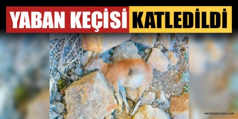 YABAN KEÇİSİ KATLEDİLDİ