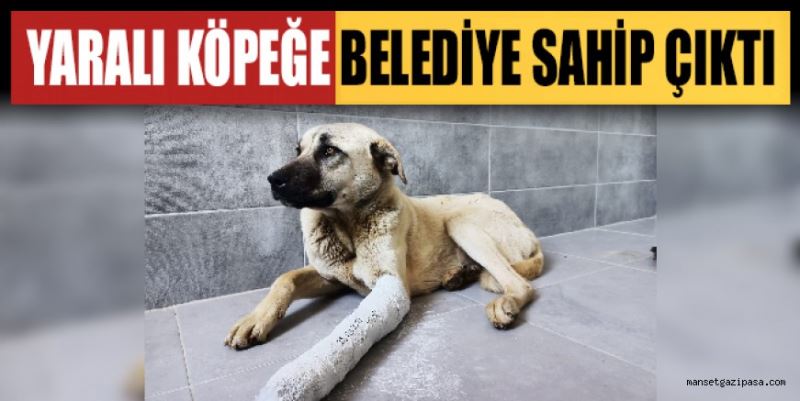 YARALI KÖPEĞE BELEDİYE SAHİP ÇIKTI