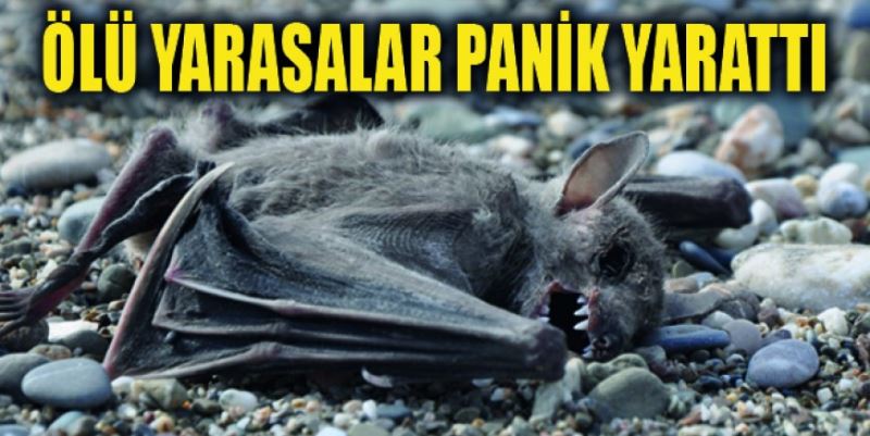 YARASALAR PANİK YARATTI