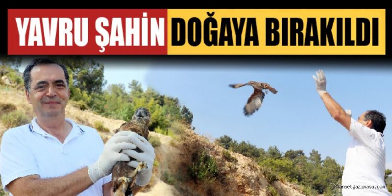 YAVRU ŞAHİN DOĞAYA BIRAKILDI