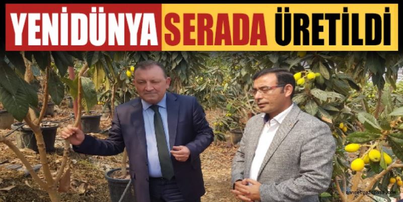 YENİDÜNYA ÖRTÜ ALTINDA ÜRETİLDİ