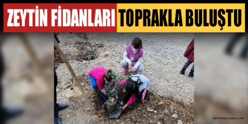 ZEYTİN FİDANLARI TOPRAKLA BULUŞTU